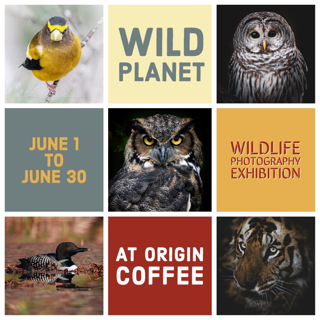 Wild Planet poster.