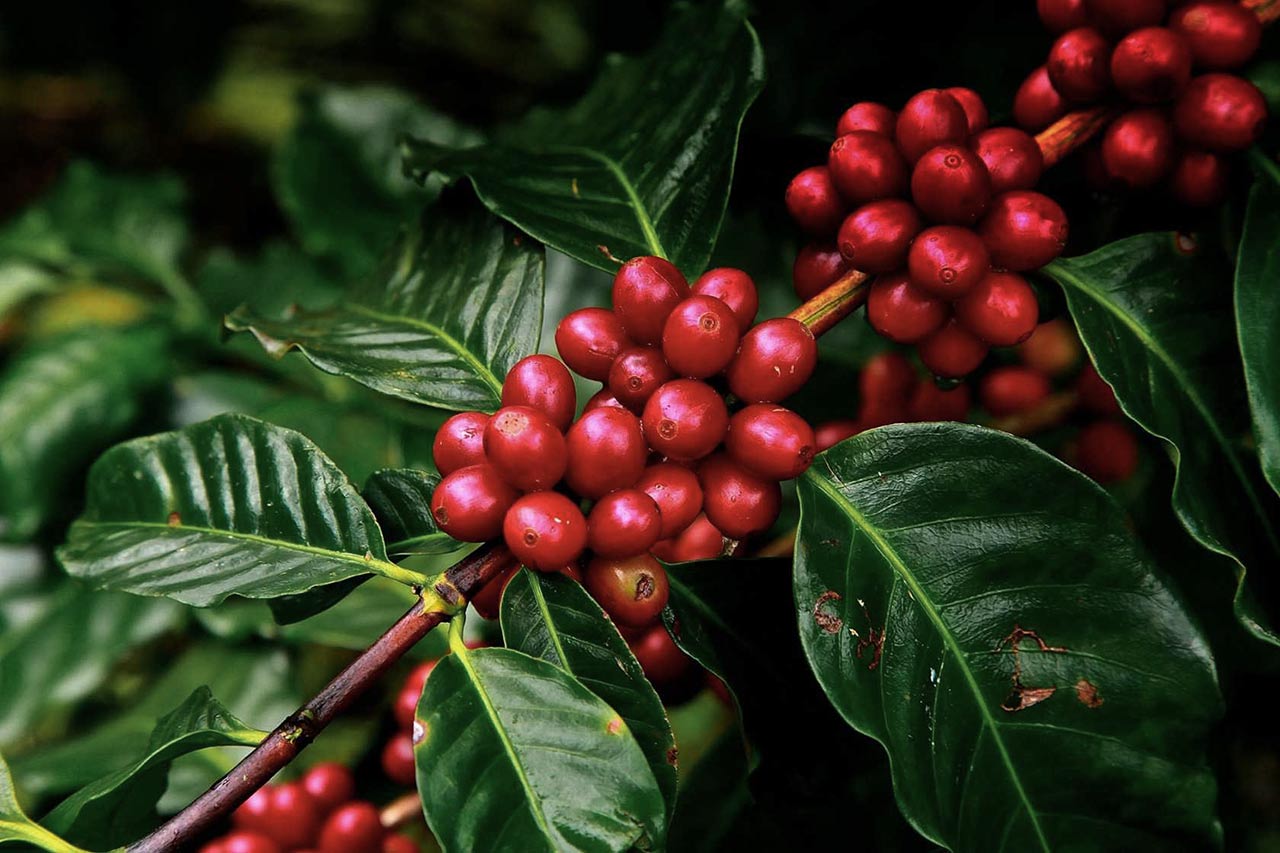Ripe red coffee cherries growing on the branch, the source of At Origin's single-origin specialty coffee